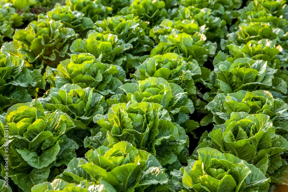 Crop of romaine lettuce growing in a field; Nova Scotia, Canada Crop of romaine lettuce growing in a field; Nova Scotia, Canada