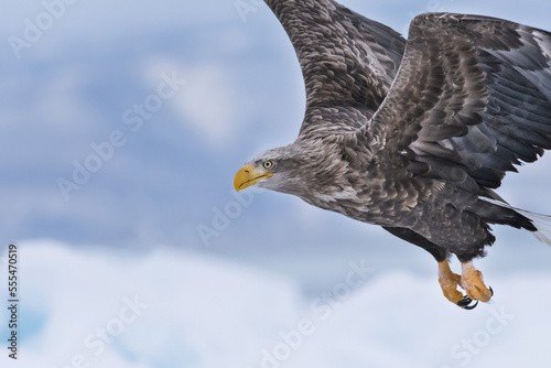 White-tailed eagle (Haliaeetus albicilla) in flight; Hokkaido, Japan photo