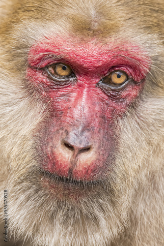Close-up face shot of a female Stump-tailed macaque (Macaca arctoides); Chiangrai, Chaing Rai, Thailand photo