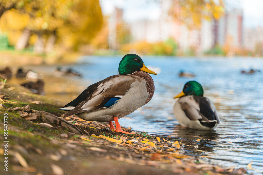 Obraz premium Ducks by the lake in a beautiful autumn park