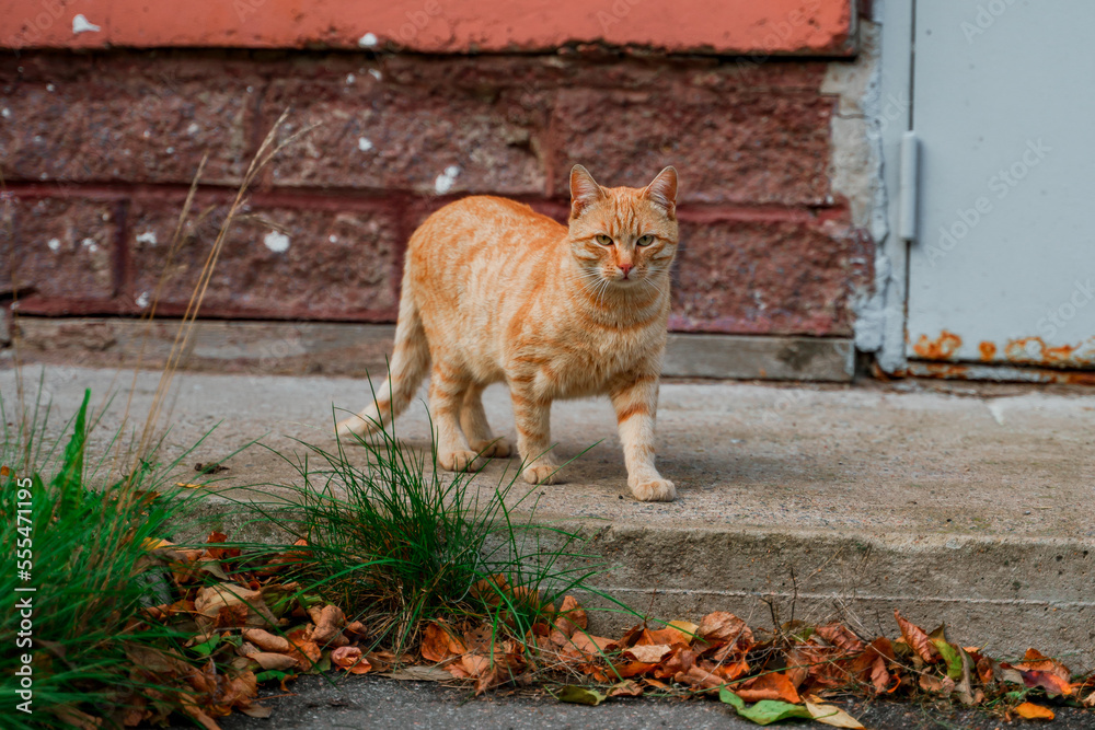 Street homeless ginger cat walks on asphalt in the city Street homeless ginger cat walks on asphalt in the city