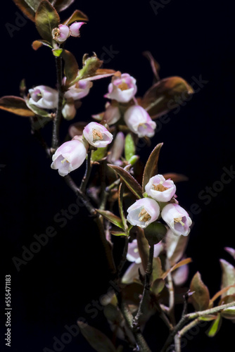 Common Wintergreen (Pyrola minor) plant with flowers on black background photo
