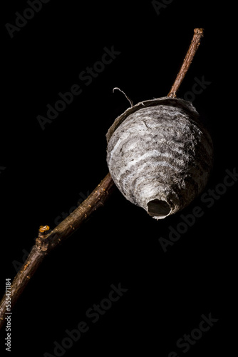 Small hornet's nest hanging from a branch on a black background photo