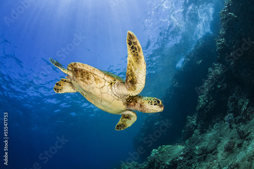 A young Green sea turtle (Chelonia mydas) swims down to reef after taking a break at the surface; Makena, Maui, Hawaii, United States of America photo