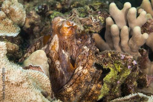 Hawaiian Day octopus (Octopus cyanea); Wailea, Maui, Hawaii, United States of America photo