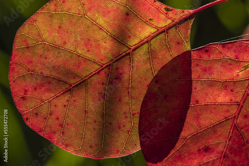 Smoketree leaves glow with sunlight; Astoria, Oregon, United States of America photo