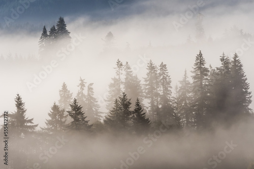 Fog permeates the forest at Jewell Meadows Wildlife Area; Jewell, Oregon, United States of America photo