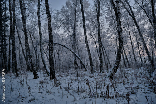 winter forest on the river bank