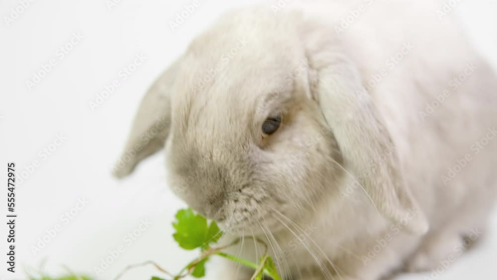 Domestic decorative rabbit eats greens. Little cute bunny on a light background. Domestic decorative rabbit eats greens. Little cute bunny on a light background.