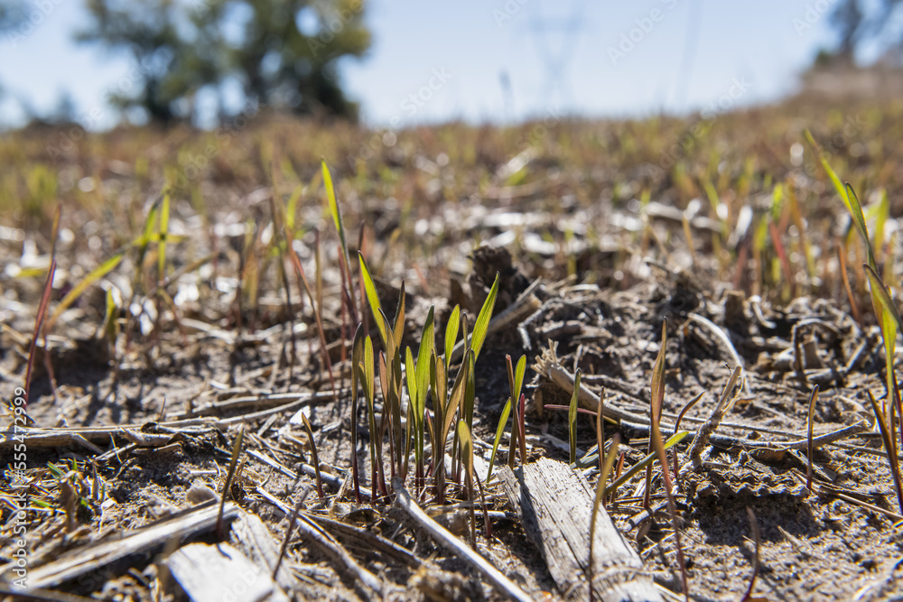 Emergent rye grass; Norfolk County, New England, United States of America Emergent rye grass; Norfolk County, New England, United States of America