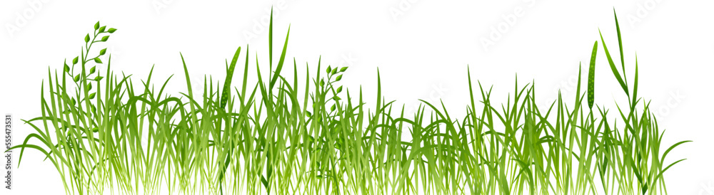 Green grass border. Meadow realistic plants growing Green grass border. Meadow realistic plants growing