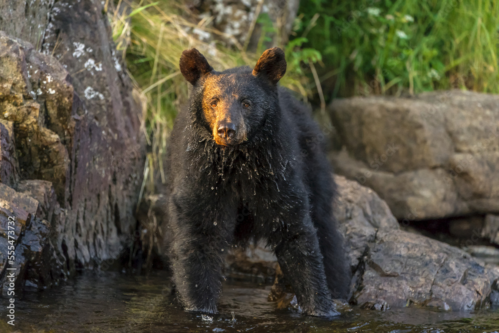 Black Bear (Ursus americanus), watching for salmon from shoreline, Tongass National Forest; Alaska, United States of America Black Bear (Ursus americanus), watching for salmon from shoreline, Tongass National Forest; Alaska, United States of America