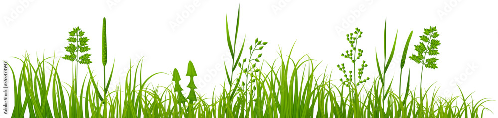 Fresh meadow plants border. Green grass and herbs Fresh meadow plants border. Green grass and herbs