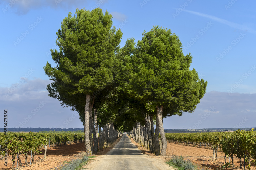 A long straight country road lined with trees stretching into the distance with vineyards on either side; Villarrobledo, Albacete Province, Spain A long straight country road lined with trees stretching into the distance with vineyards on either side; Villarrobledo, Albacete Province, Spain