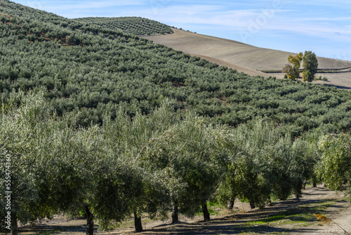 Olive farm on a hillside; Vianos, Albacete Province, Spain photo