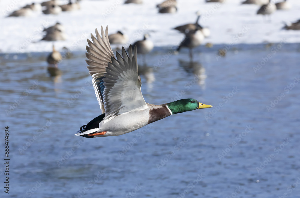 Male Mallard duck (Anas platyrhynchos) in flight over water with other birds by the snowy shoreline; Fort Collins, Colorado, United States of America Male Mallard duck (Anas platyrhynchos) in flight over water with other birds by the snowy shoreline; Fort Collins, Colorado, United States of America