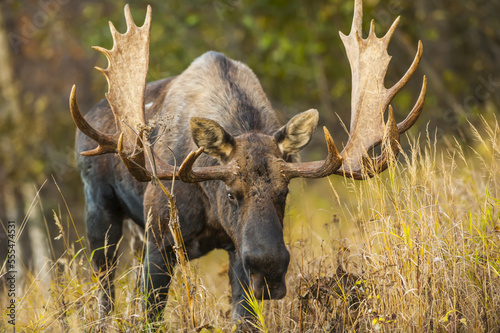 A bull moose (Alces alces) in rut in tall grass in Kincade Park on a sunny fall afternoon; Anchorage, Alaska, United States of America photo