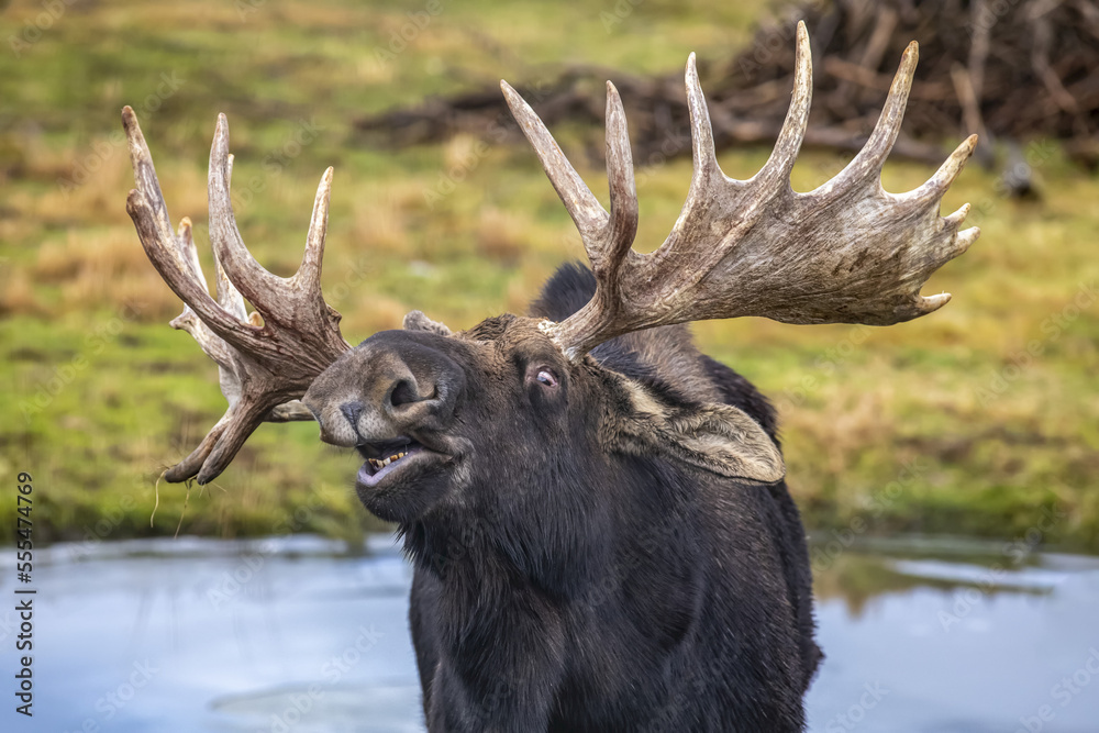 Mature Bull Moose (Alces alces) in rut doing the Flehman Response where they sniff another moose to check if they are 'in heat'; Alaska, United States of America Mature Bull Moose (Alces alces) in rut doing the Flehman Response where they sniff another moose to check if they are 'in heat'; Alaska, United States of America