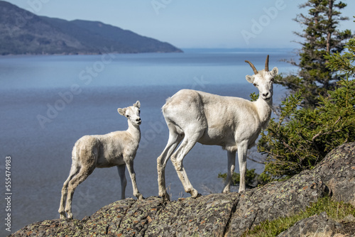 Dall sheep (Ovis dalli) ewe and lamb look at photographer from a rocky ledge overlooking Turnagain Arm in summer outside Anchorage, South-central Alaska; Alaska, United States of America