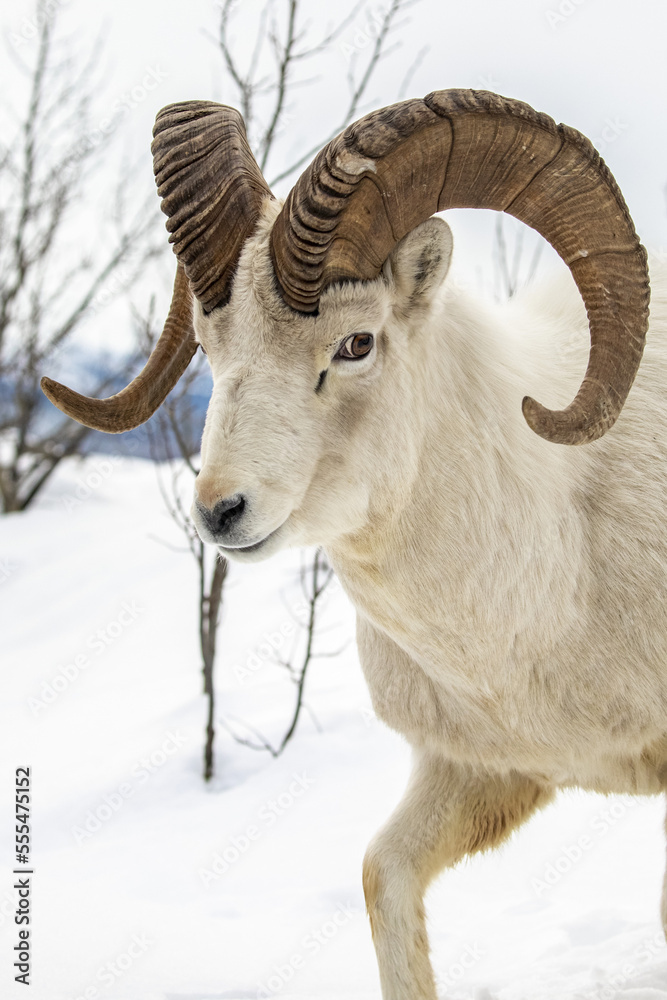 Dall sheep (Ovis dalli) ram roams and feeds in the Windy Point area near the Seward Highway during the snowy winter months, with Turnagain Arm in background; Alaska, United States of America Dall sheep (Ovis dalli) ram roams and feeds in the Windy Point area near the Seward Highway during the snowy winter months, with Turnagain Arm in background; Alaska, United States of America