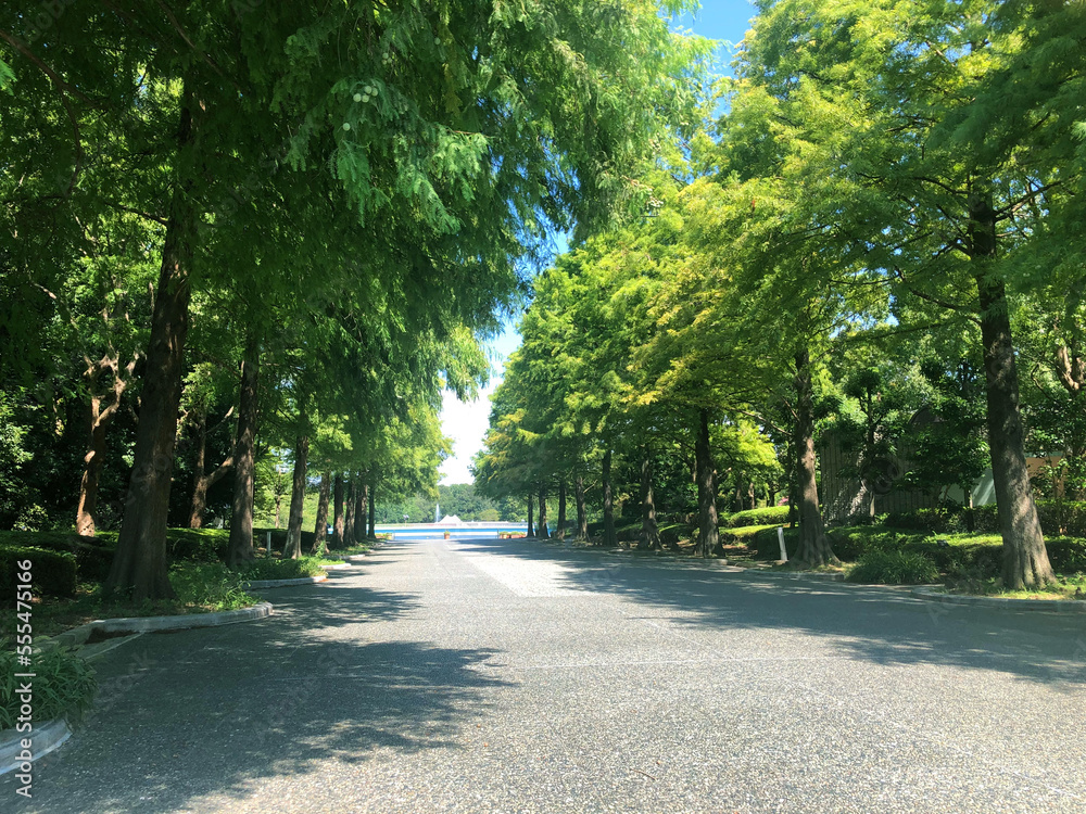 公園の木々
公園の木々