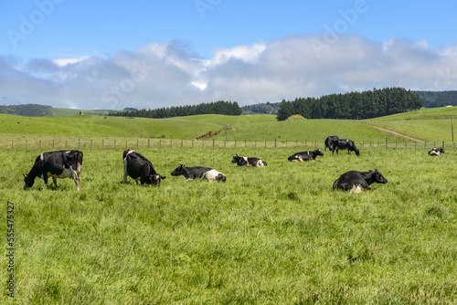 Green grassy fields with cows in springtime, near Kaka Point; South Island, New Zealand photo