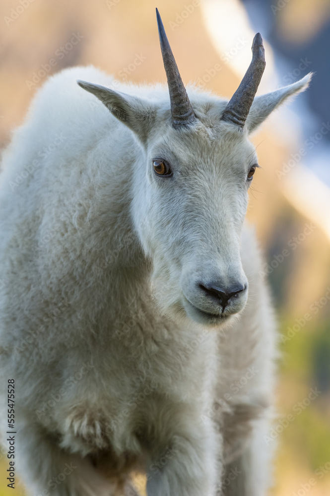 Close-up of a juvenile Mountain goat (Oreamnos americanus) in Kenai Fjords National Park on a sunny summer afternoon in South-central Alaska; Alaska, United States of America Close-up of a juvenile Mountain goat (Oreamnos americanus) in Kenai Fjords National Park on a sunny summer afternoon in South-central Alaska; Alaska, United States of America