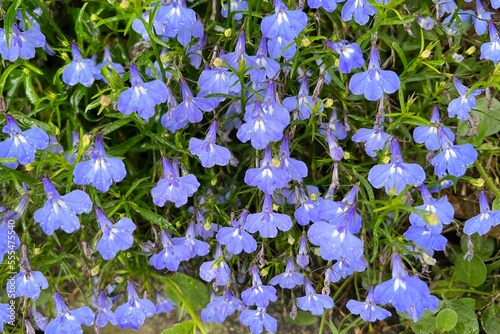 Beautiful blue edging lobelia flowers blooming in the park in Oslo, Norway