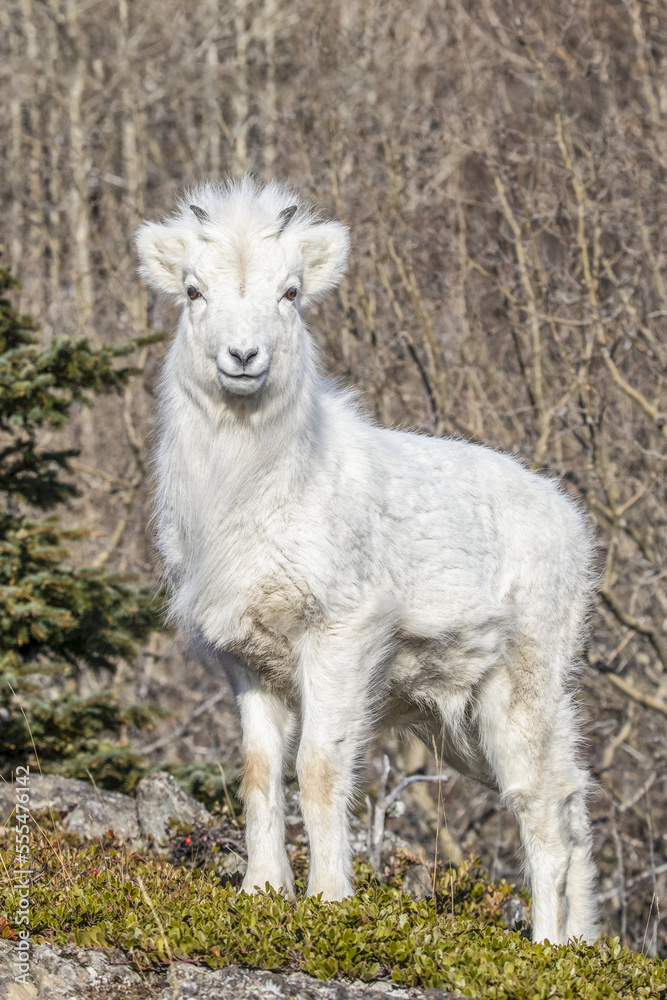 Dall sheep lamb (Ovis dalli) with it's winter coat, Chugach Mountains, South-central Alaska; Alaska, United States of America Dall sheep lamb (Ovis dalli) with it's winter coat, Chugach Mountains, South-central Alaska; Alaska, United States of America