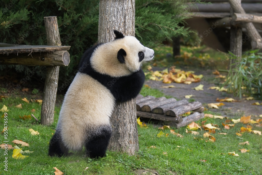 Fototapeta premium A baby giant panda climbing in a tree, funny animal 