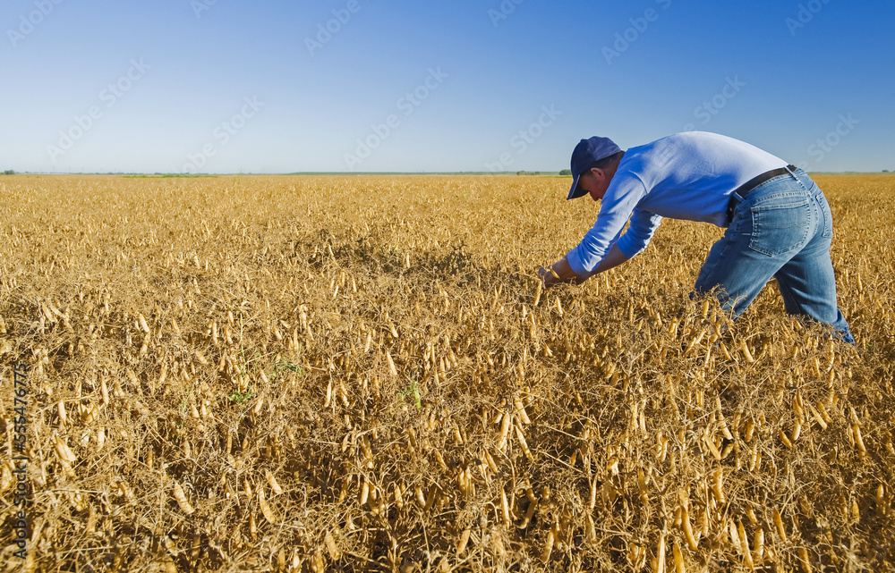A farmer examines mature, harvest-ready yellow dry field peas near Winnipeg; Manitoba, Canada A farmer examines mature, harvest-ready yellow dry field peas near Winnipeg; Manitoba, Canada