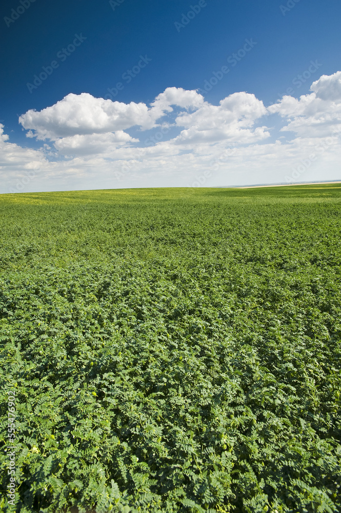Chickpea field, near Kincaid; Saskatchewan, Canada Chickpea field, near Kincaid; Saskatchewan, Canada