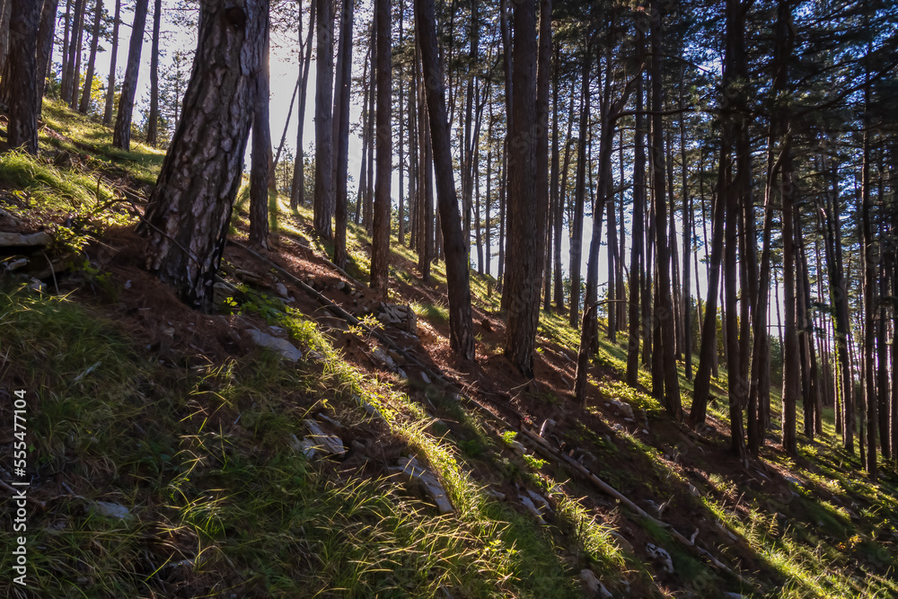 Idyllic hiking trail through fir forest from Kotor to Derinski Vrh, Montenegro, Balkan, Europe. Mystical light shining through the tree trunks creating magical atmosphere. Lovcen, Orjen national park Idyllic hiking trail through fir forest from Kotor to Derinski Vrh, Montenegro, Balkan, Europe. Mystical light shining through the tree trunks creating magical atmosphere. Lovcen, Orjen national park