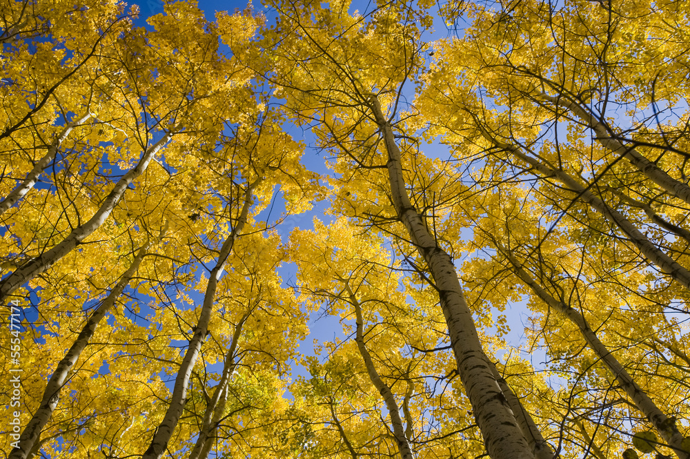 Autumn coloured aspen trees, Birds Hill Provincial Park; Manitoba, Canada Autumn coloured aspen trees, Birds Hill Provincial Park; Manitoba, Canada