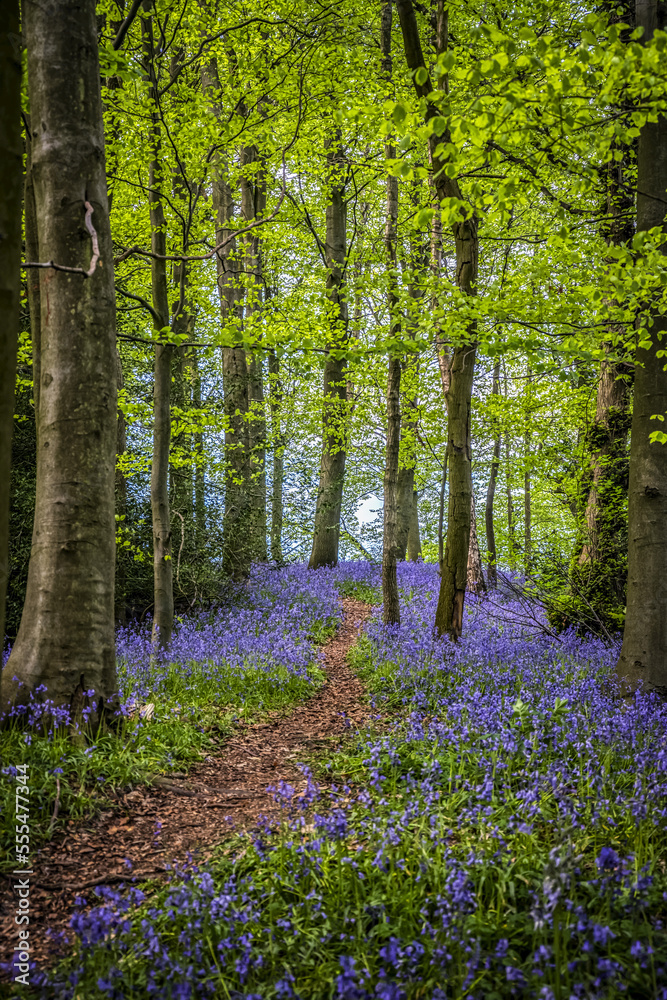 Path through woodland bluebells, Great High Wood; Durham, County Durham, England Path through woodland bluebells, Great High Wood; Durham, County Durham, England