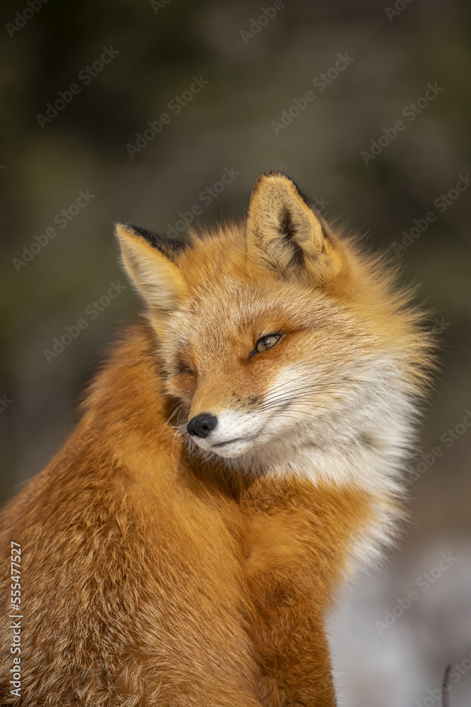 Red fox (Vulpes vulpes) looking back. Fox family was often seen here near Campbell Creek and traveling on the city bike trail; Alaska, United States of America Red fox (Vulpes vulpes) looking back. Fox family was often seen here near Campbell Creek and traveling on the city bike trail; Alaska, United States of America
