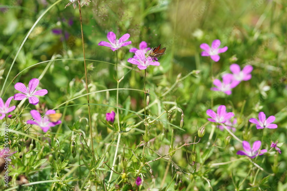 pink flowers in the field