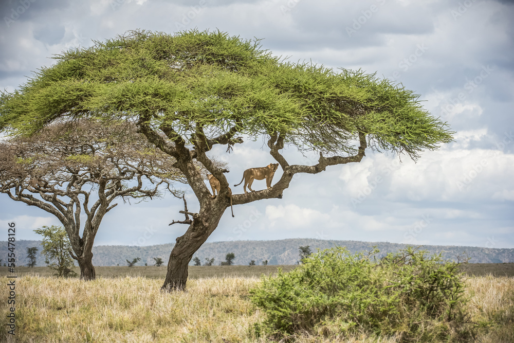 Two adult Lionesses (Panthera leo) peer down from branches of an Acacia tree in Serengeti National Park; Tanzania Two adult Lionesses (Panthera leo) peer down from branches of an Acacia tree in Serengeti National Park; Tanzania