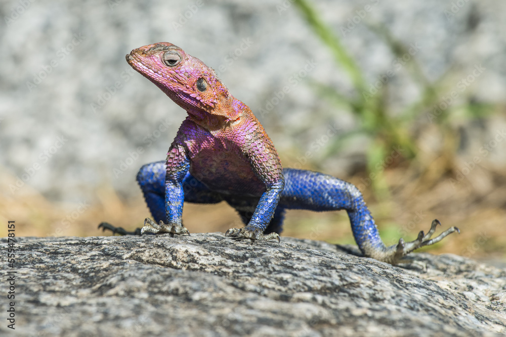 Colourful male Mwanza Flat-headed Rock Agama (Agama mwanzae) on a rock in Serengeti National Park; Tanzania Colourful male Mwanza Flat-headed Rock Agama (Agama mwanzae) on a rock in Serengeti National Park; Tanzania