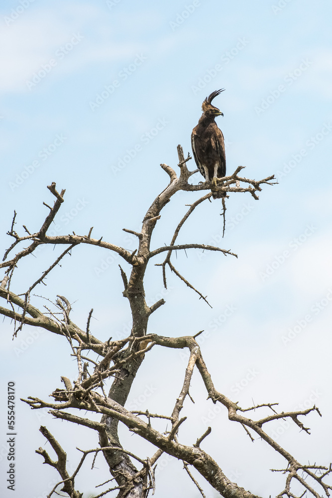 Long-crested Eagle (Lophaetus occipitalis) perched on dead snag in the Ndutu area of the Ngorongoro Crater Conservation Area on the Serengeti Plains; Tanzania