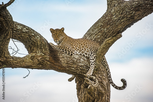 Leopard (Panthera pardus) resting in tree in the Ndutu area of the Ngorongoro Crater Conservation Area on the Serengeti Plains; Tanzania photo