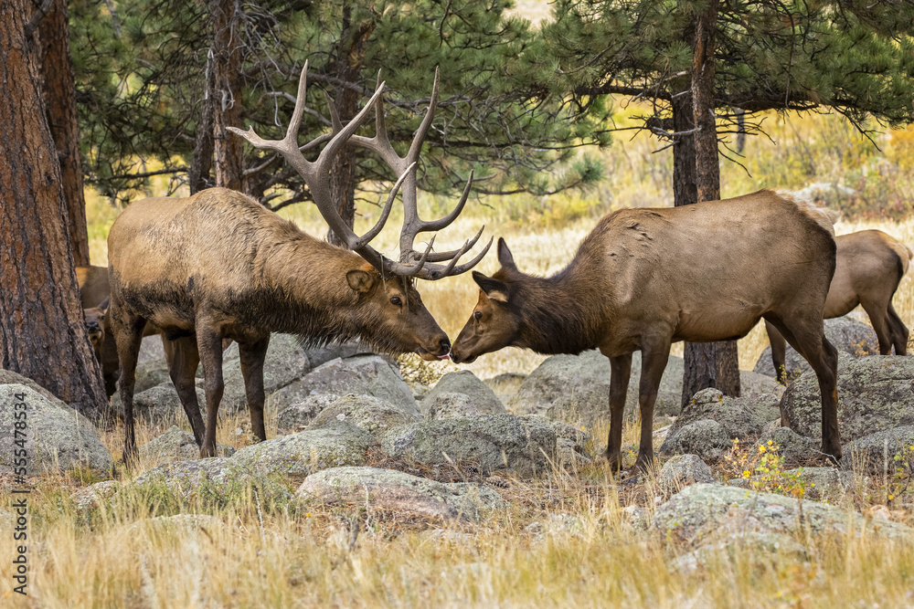 Bull elk (Cervus canadensis) with cow and calf; Denver, Colorado, United States of America Bull elk (Cervus canadensis) with cow and calf; Denver, Colorado, United States of America