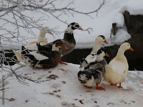 Domestic geese walking in the snow