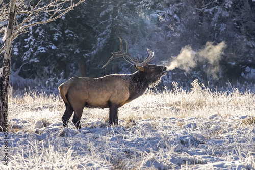 Bull elk (Cervus canadensis) with misty breath in winter; Denver, Colorado, United States of America