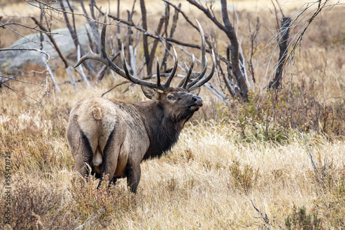 Bull elk (Cervus canadensis); Denver, Colorado, United States of America photo