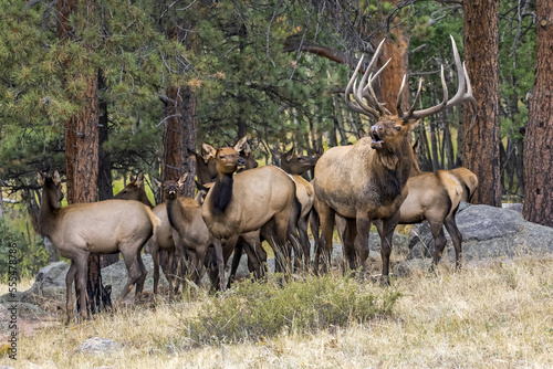 Bull elk (Cervus canadensis) with cow elk and calves; Denver, Colorado, United States of America
