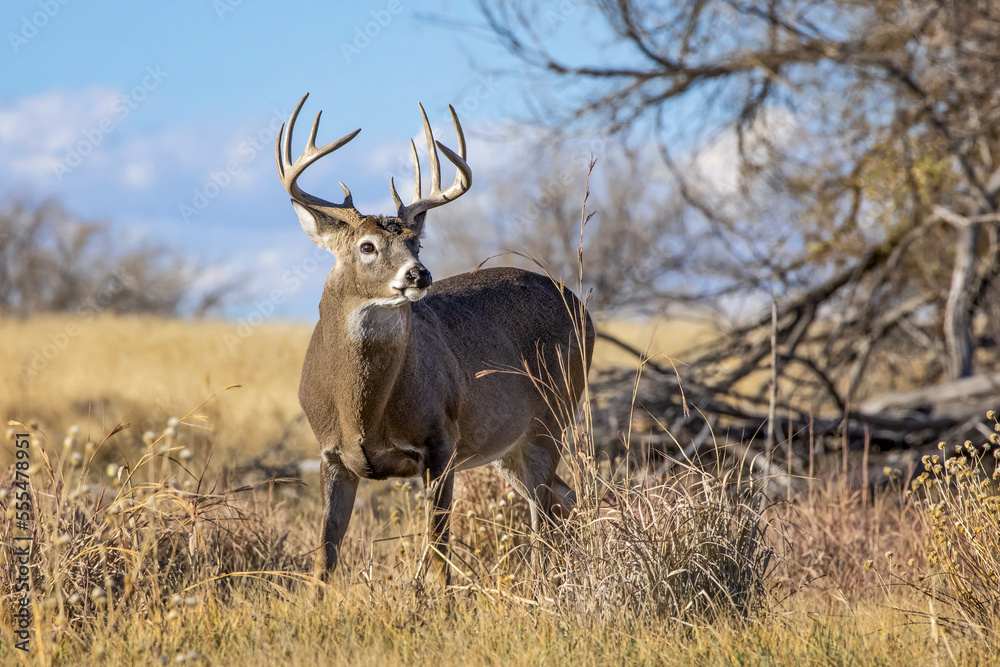 White-tailed deer (Odocoileus virginianus) buck standing in a grass field; Denver, Colorado, United States of America White-tailed deer (Odocoileus virginianus) buck standing in a grass field; Denver, Colorado, United States of America