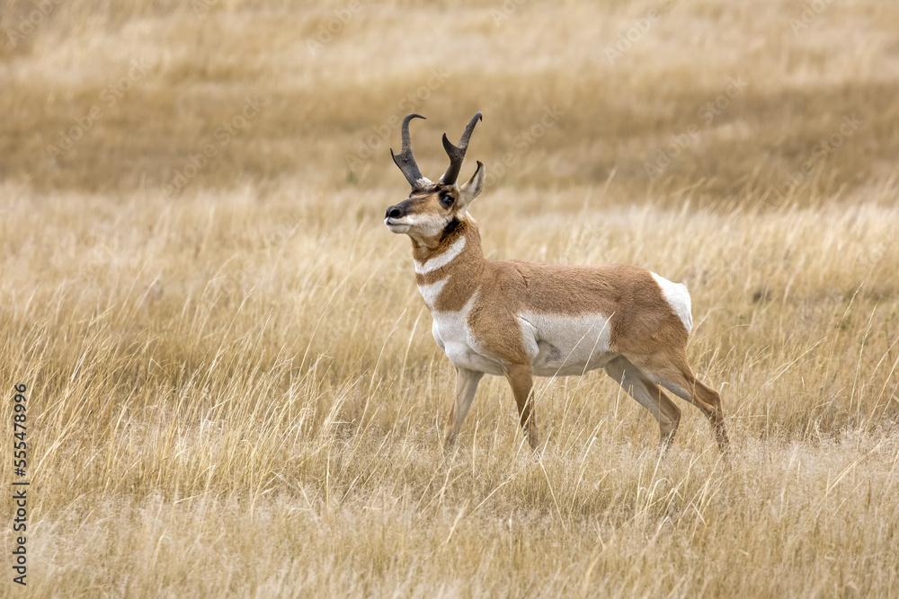 Antelope buck in a grass field during rut; South Dakota, United States of America Antelope buck in a grass field during rut; South Dakota, United States of America