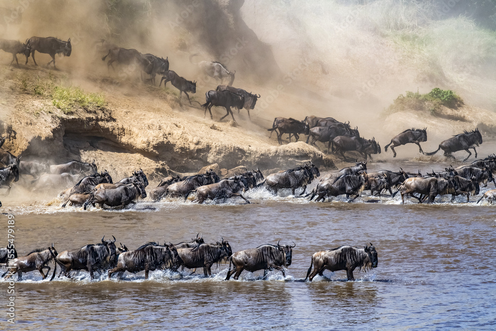 Large herd of Wildebeest (Connochaetes taurinus) kick up dust as they plunge down a steep bank to cross the Mara River, Serengeti National Park; Tanzania Large herd of Wildebeest (Connochaetes taurinus) kick up dust as they plunge down a steep bank to cross the Mara River, Serengeti National Park; Tanzania