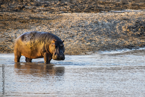 Hippopotamus (Hippopotamus amphibious) standing ankle-deep in shallow water in Katavi National Park; Tanzania